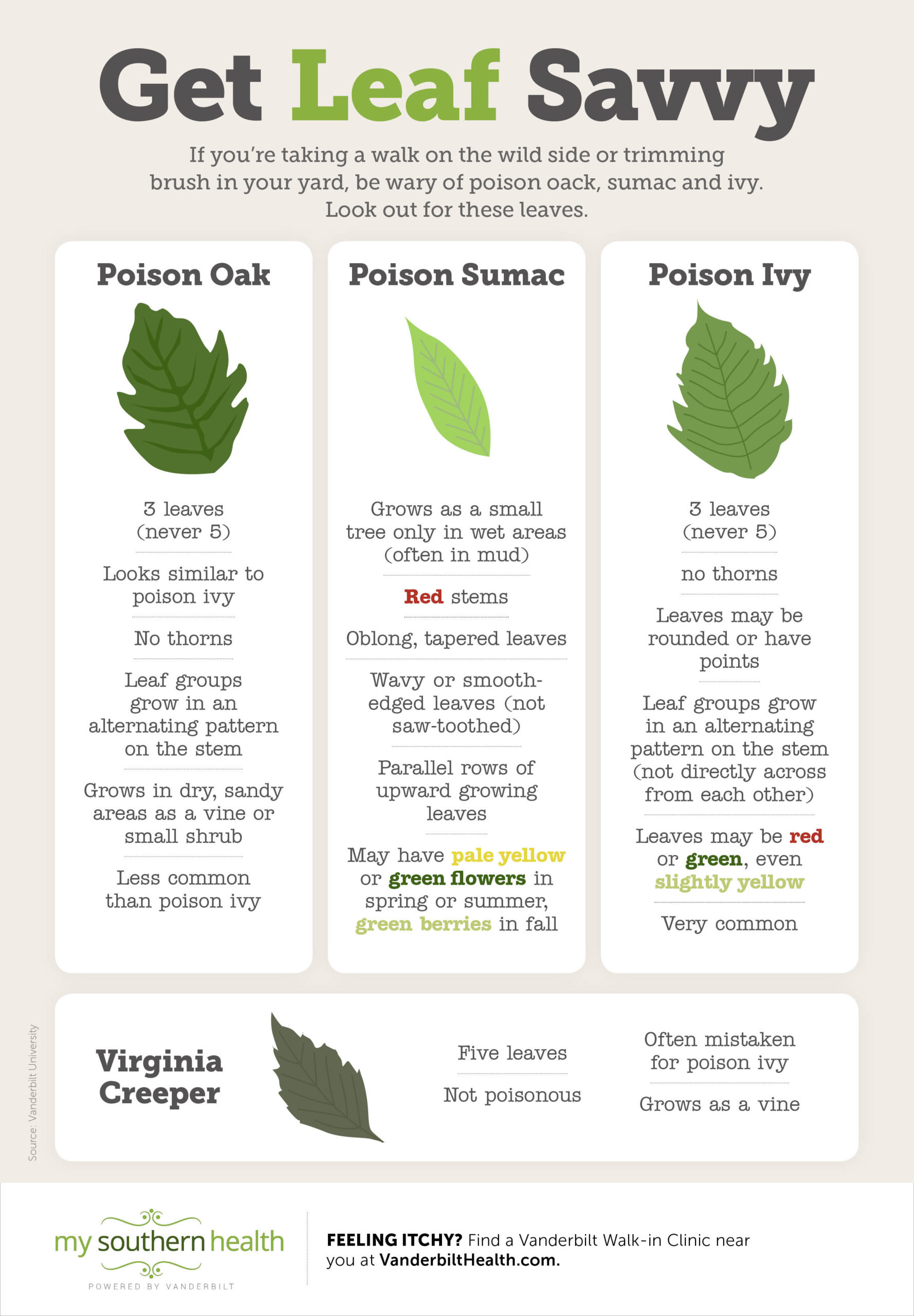 Identify Poison Ivy