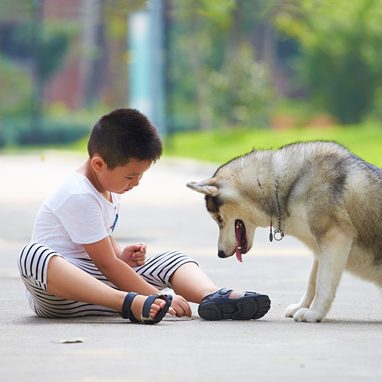 Kids and dogs