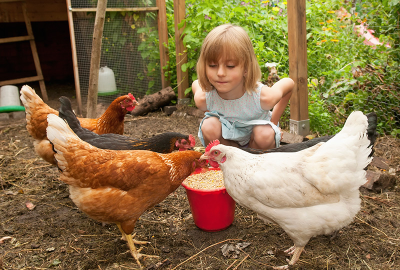 A young girl squats in a henhouse, watching hens eat grain from a bucket.