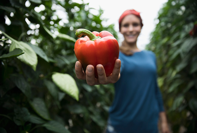A woman stands on a farm holding a big red pepper toward the camera.