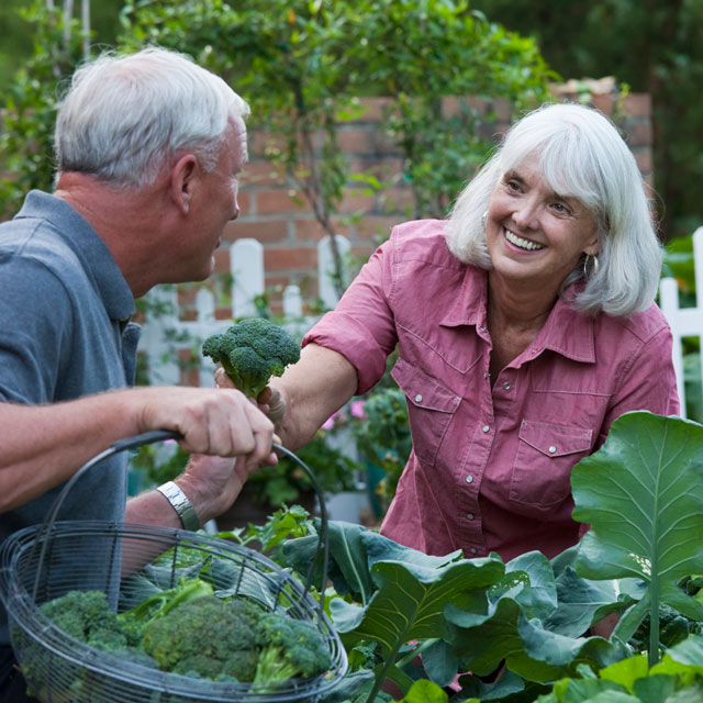 An older couple pick broccoli in a garden.